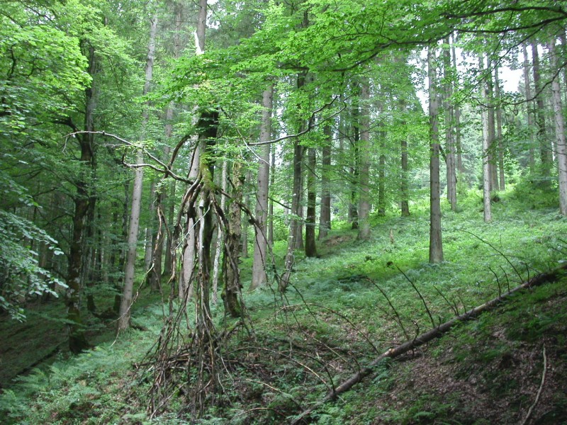 https://www.kreuzthal.de/wp-content/uploads/2017/03/08_kreuzthal_im_eisenbacher_tobel.jpg