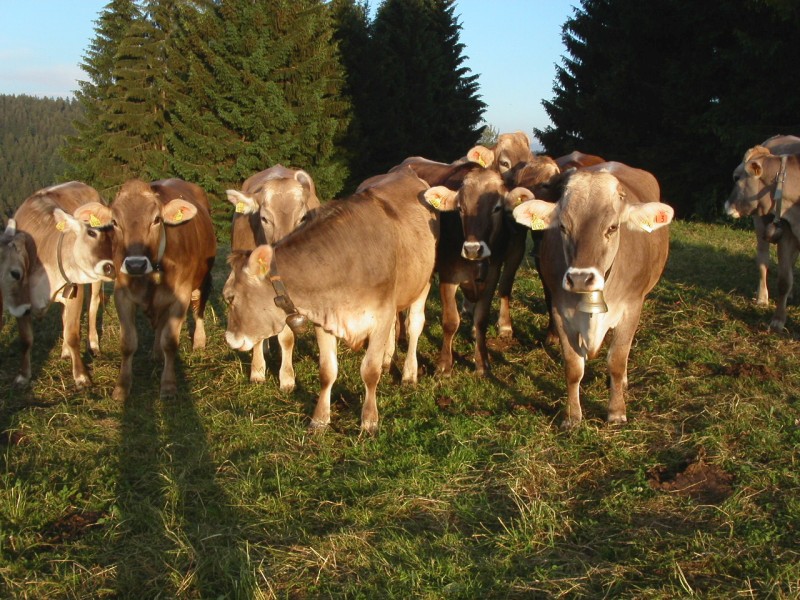 Schumpen auf der Sommerweide