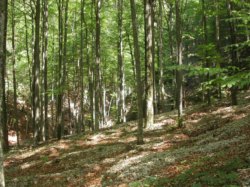 Buchenwald in der Adelegg