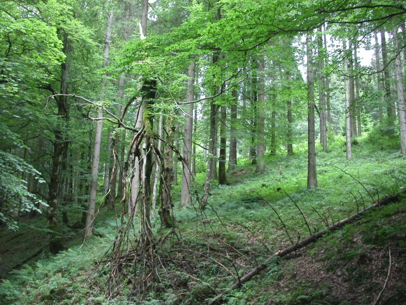 Ganz hinten im Eisenbacher Tobel